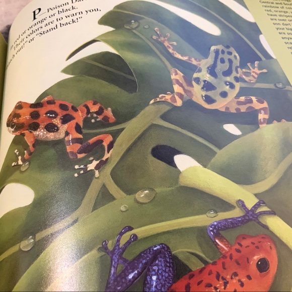 A IS FOR ANACONDA - RAINFOREST ALPHABET child’s book - Picture 8 of 9